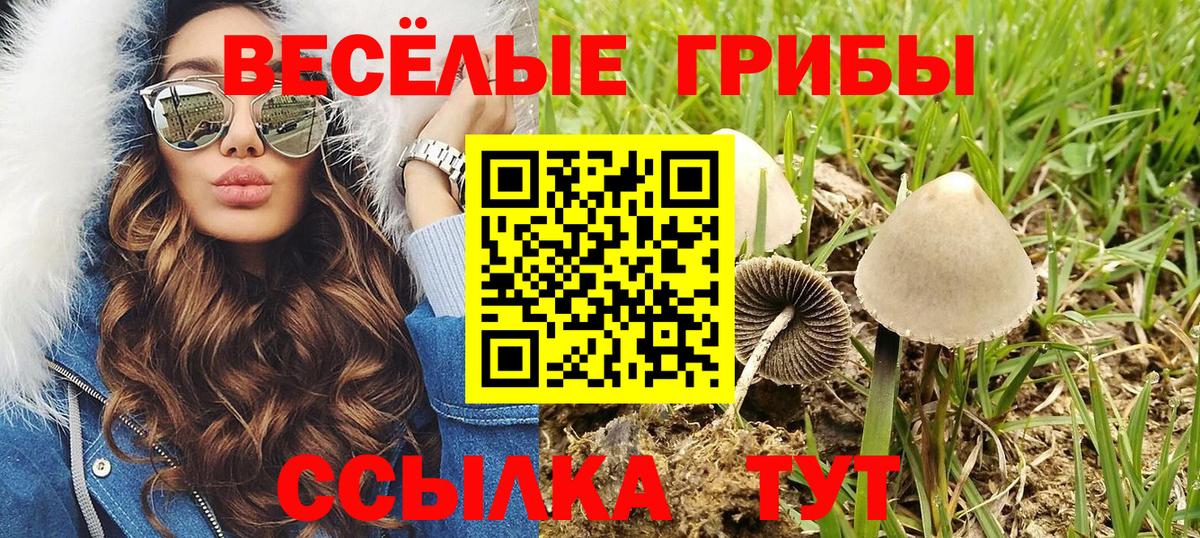 Псилоцибиновые грибы Psilocybine cubensis  Вход с VPN  Прохладный  Галлюциногенные грибы GOLDEN TEACHER 